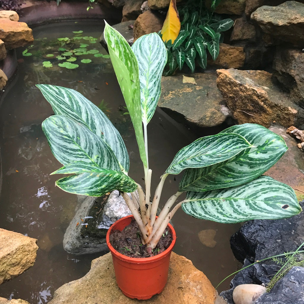 Aglaonema Moonlight Bay Plant – Light-Toned Leaf Pattern Close-Up