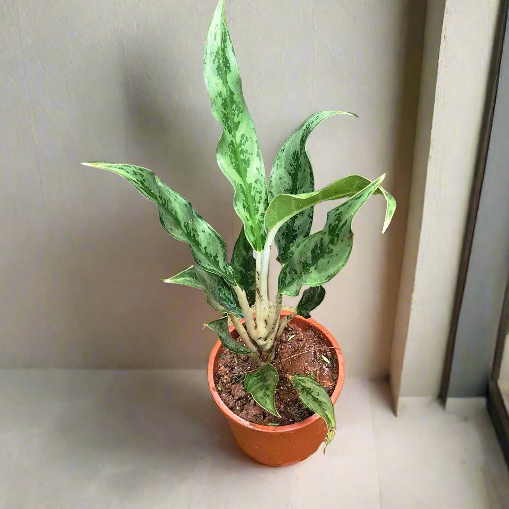Aglaonema Juliette Plant – Indoor Decorative Evergreen Foliage – myBageecha