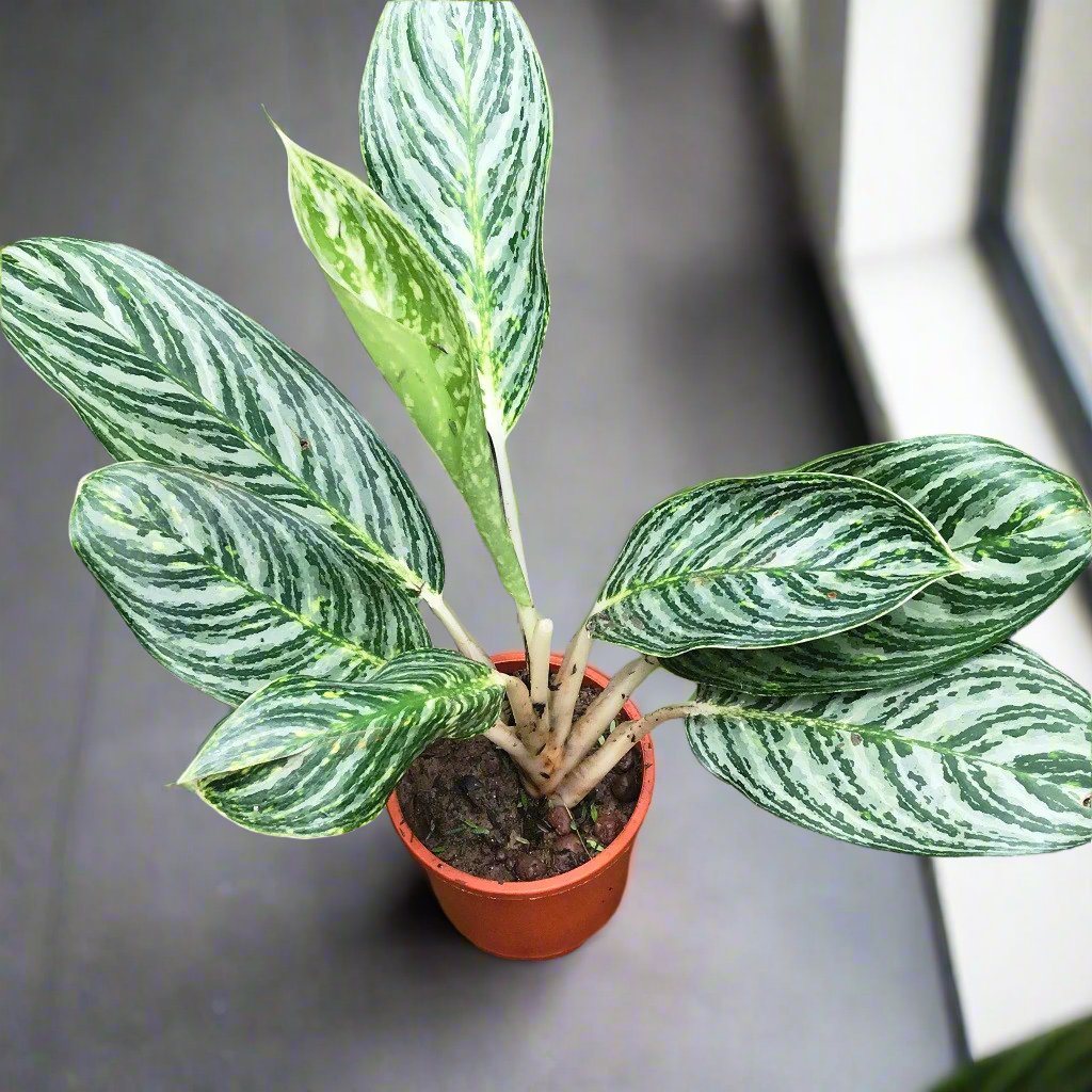 Aglaonema Moonlight Bay Plant – Indoor Air Purifying Evergreen Foliage – myBageecha