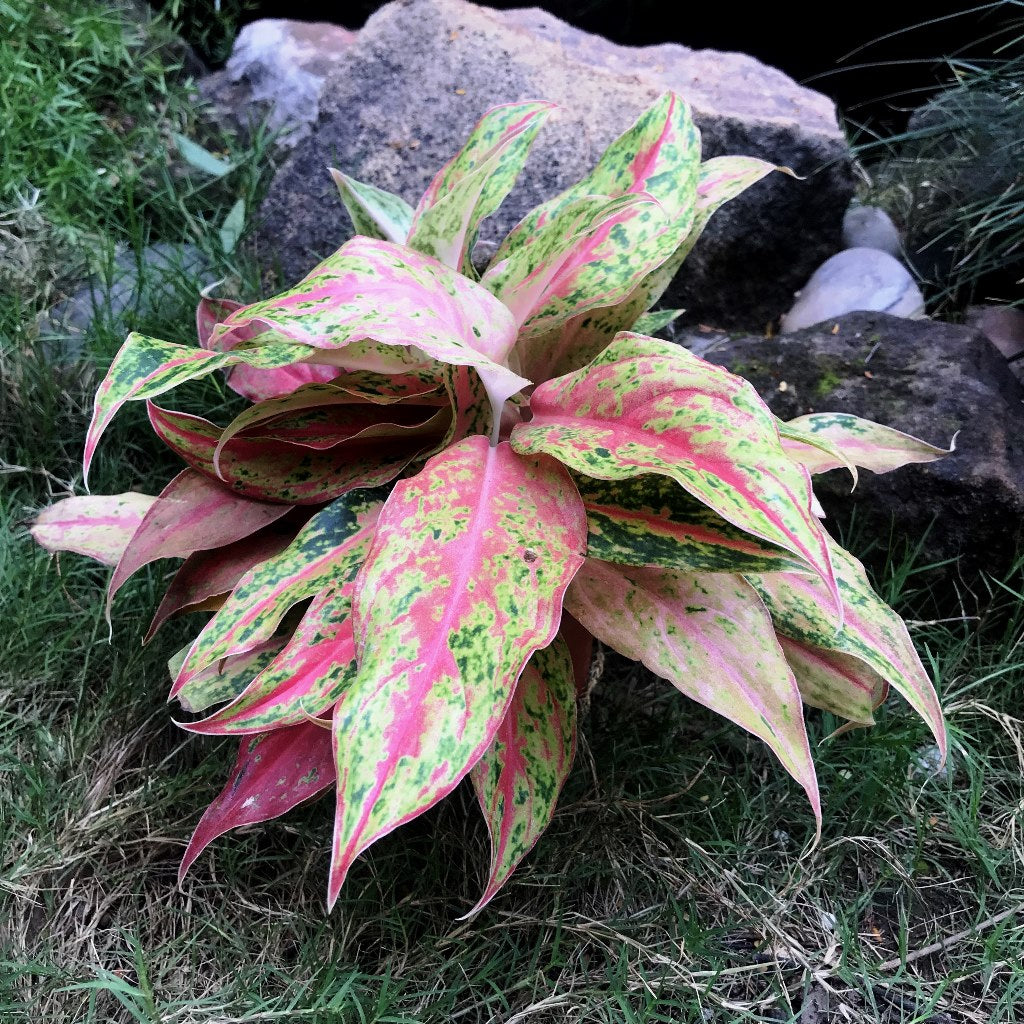 aglaonema siam pink Aglaonema Siam Violet Plant – Indoor Colorful Evergreen Foliage