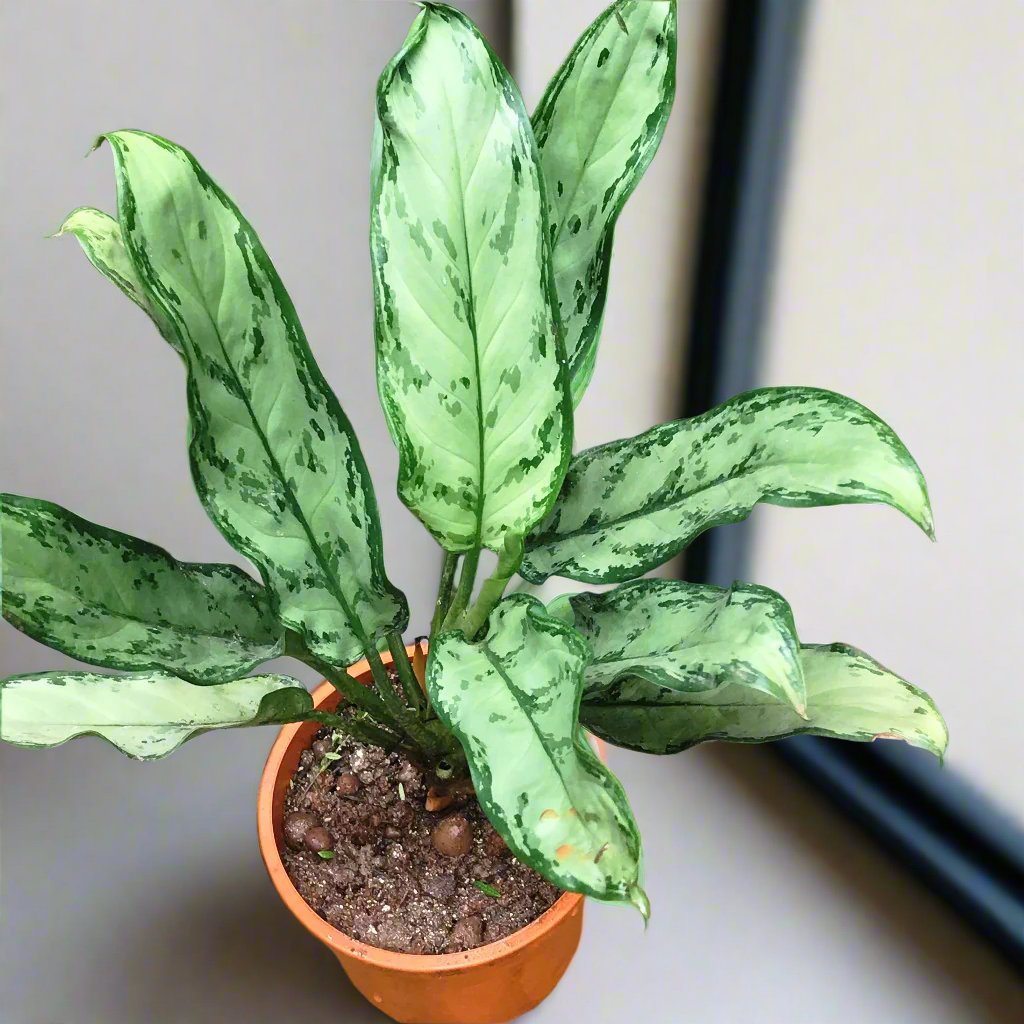 Aglaonema Silver Bay Plant – Indoor Air Purifying Evergreen Foliage – myBageecha