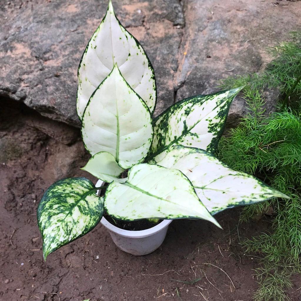 Aglaonema Super White Plant – Indoor Decorative Evergreen Foliage – myBageecha