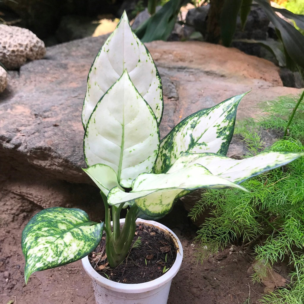 Aglaonema Super White Plant – Bright Leaf Texture Highlight