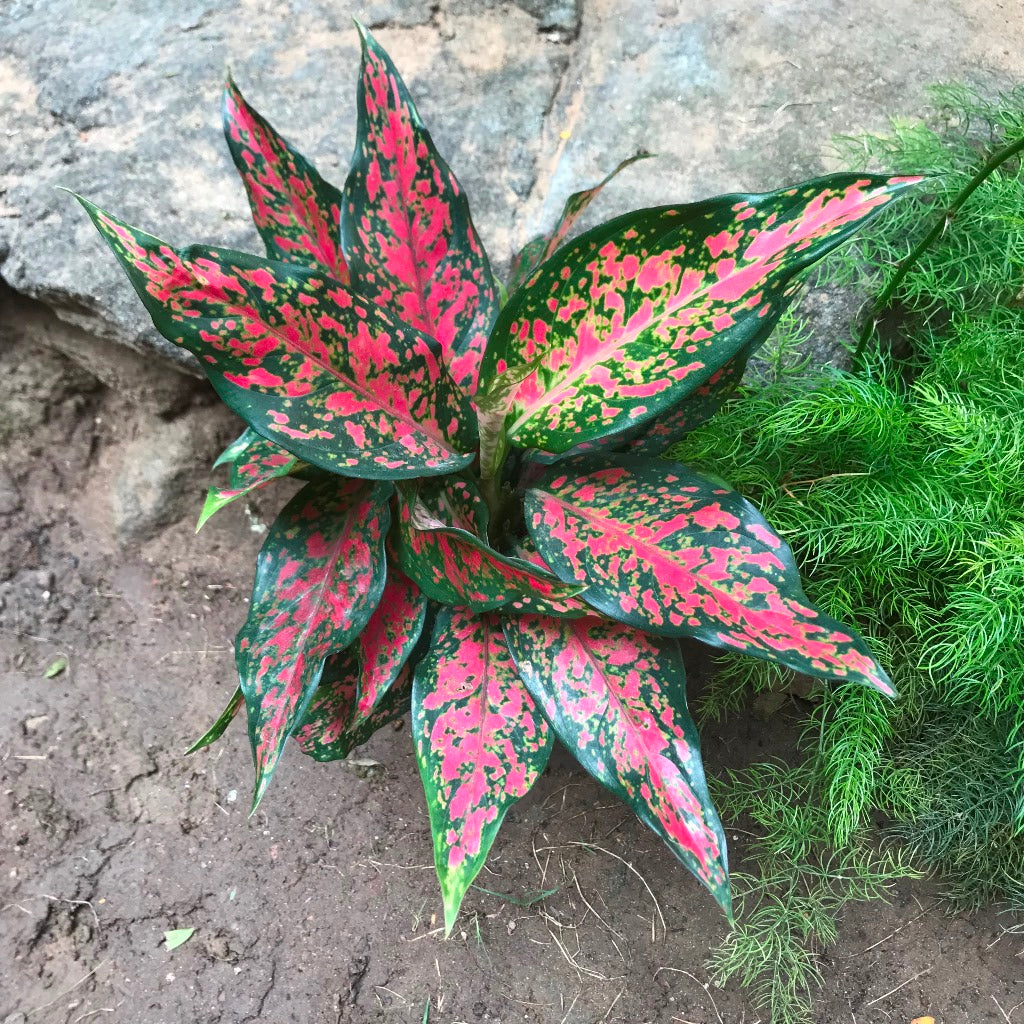 Aglaonema rotundum Anjamanee Plant – Pink-Green Leaf Vein Detail