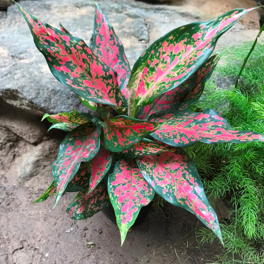 rotundum aglaonema Aglaonema Anjamanee Plant – Indoor Exotic Evergreen Foliage