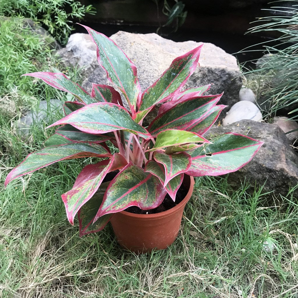 Aglaonema Red Edge Plant – Indoor Decorative Evergreen Foliage – myBageecha