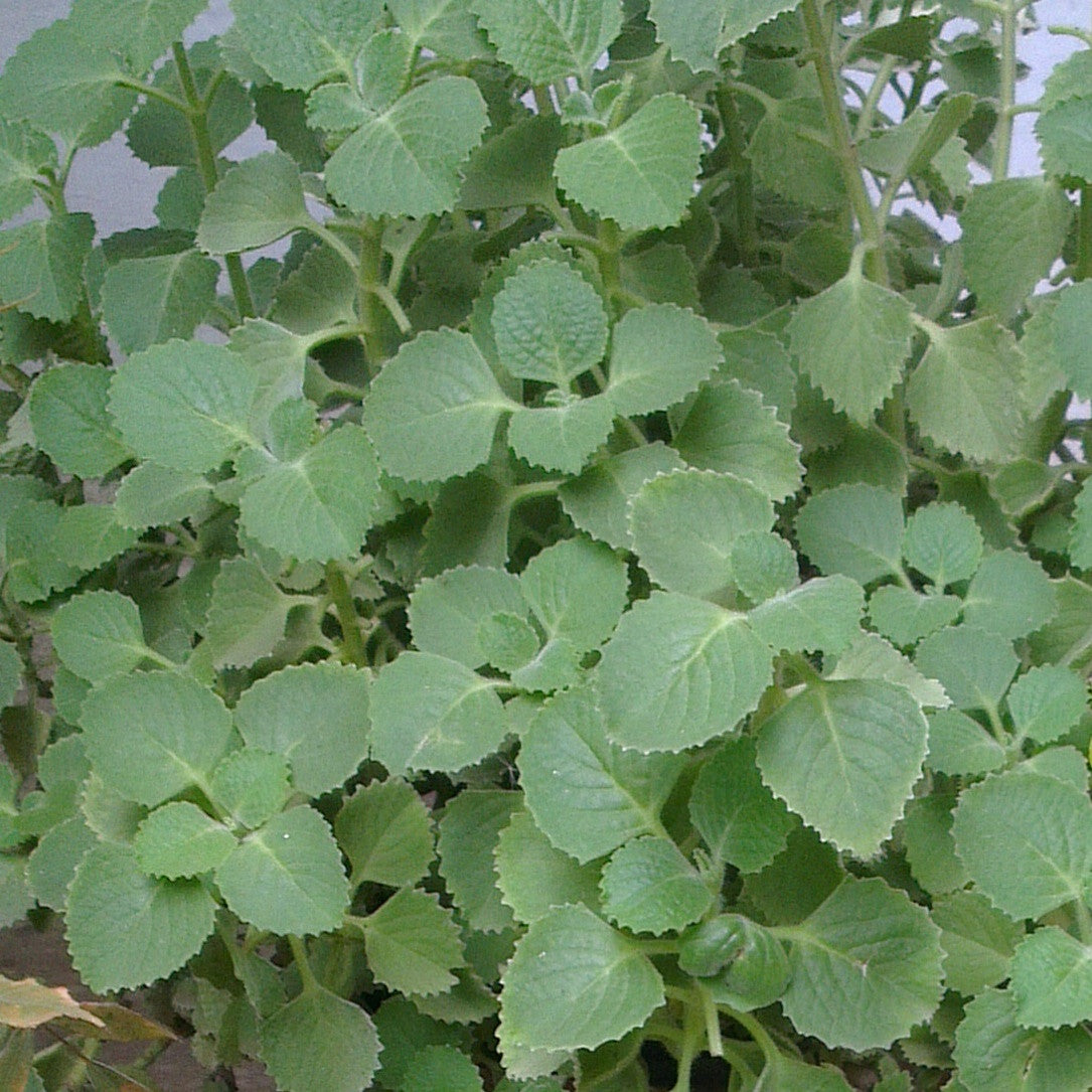 ajwain plant indoor Ajwain Plant (Trachyspermum Ammi)