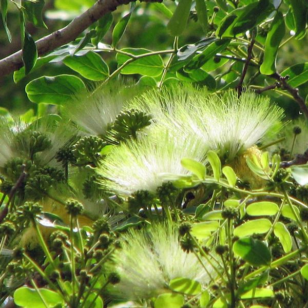 Close-up of Albizia lebbeck flower clusters with greenish white filaments in bloom