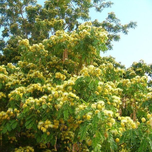 Albizia lebbeck tree bearing clusters of greenish white fragrant flowers in summer season