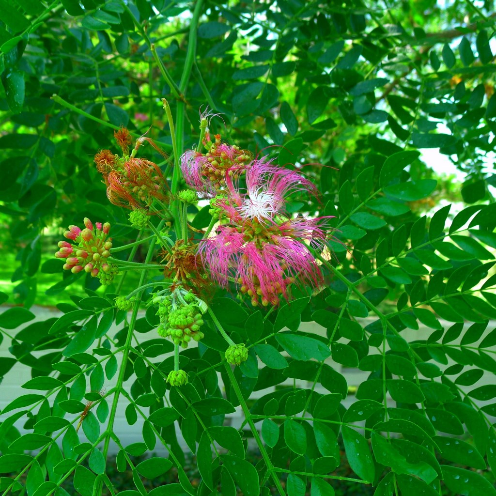 Albizia saman tree with pink powder-puff flowers and wide spreading canopy