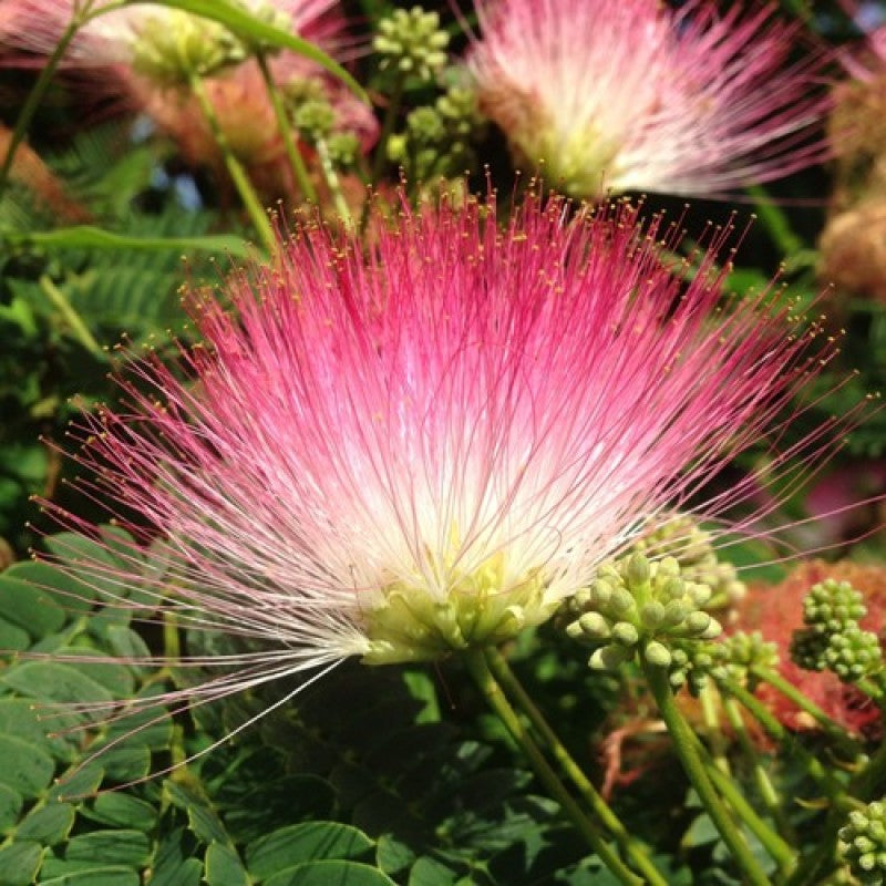 Detailed view of Albizia saman pink powder-puff flowers and compound leaves