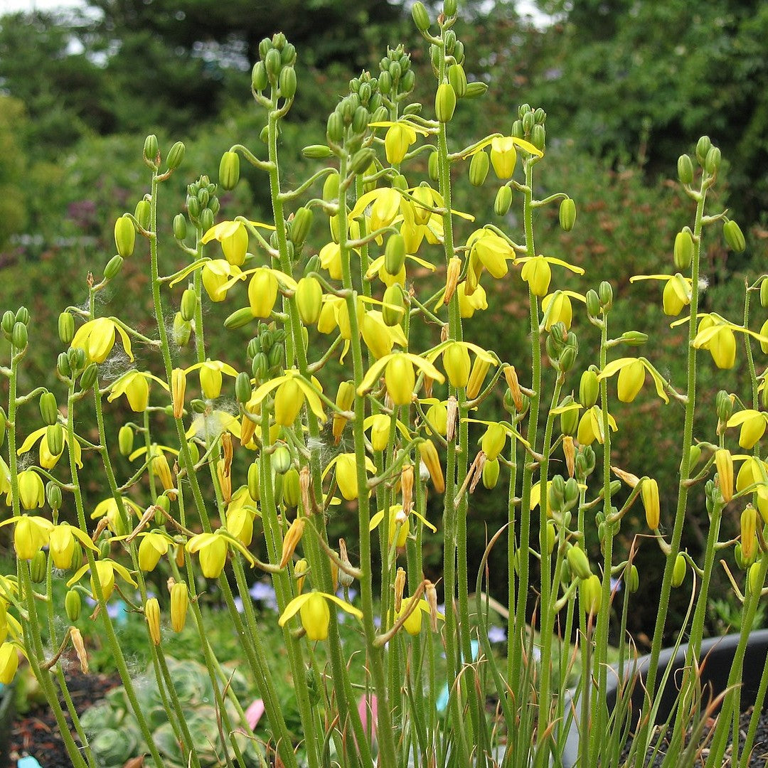 Albuca Spiralis - myBageecha