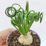 Albuca Spiralis - myBageecha