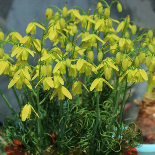 Albuca Spiralis - myBageecha
