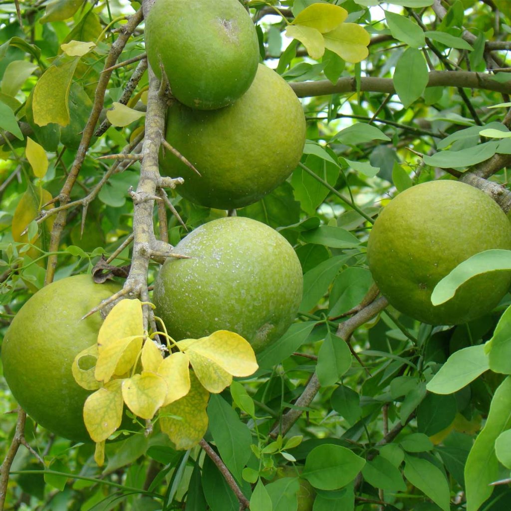 Bael Plant MyBageecha bael-plant-mybageecha