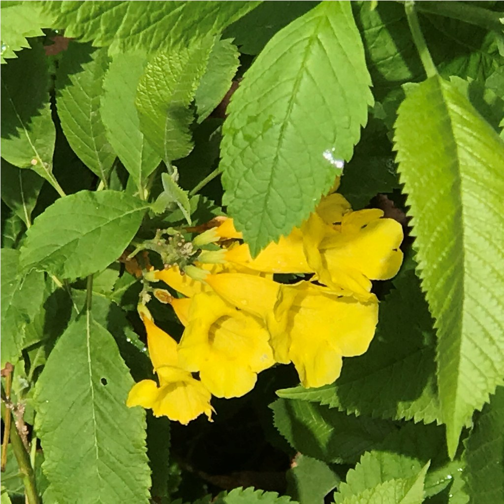 Tecoma Stans Plant - myBageecha