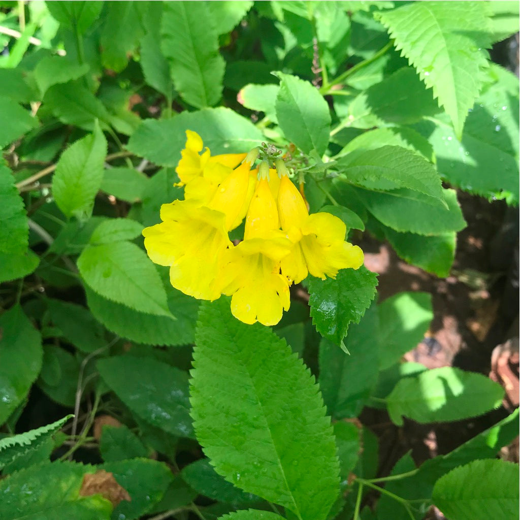 Tecoma Stans Plant - myBageecha