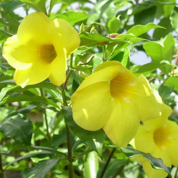 Close-up of Allamanda hendersonii golden yellow flowers with glossy leaves in sunlight