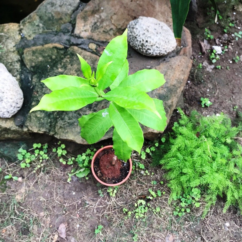 Allamanda Cathartica Hendersonii Plant with pot shown how it is shipped from myBageecha