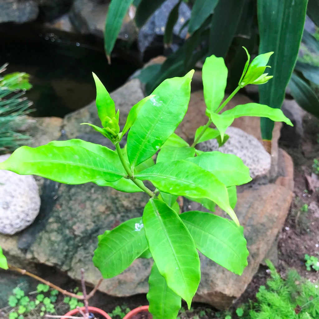 Close up of the leaves of Allamanda Cathartica Hendersonii Plant - myBageecha