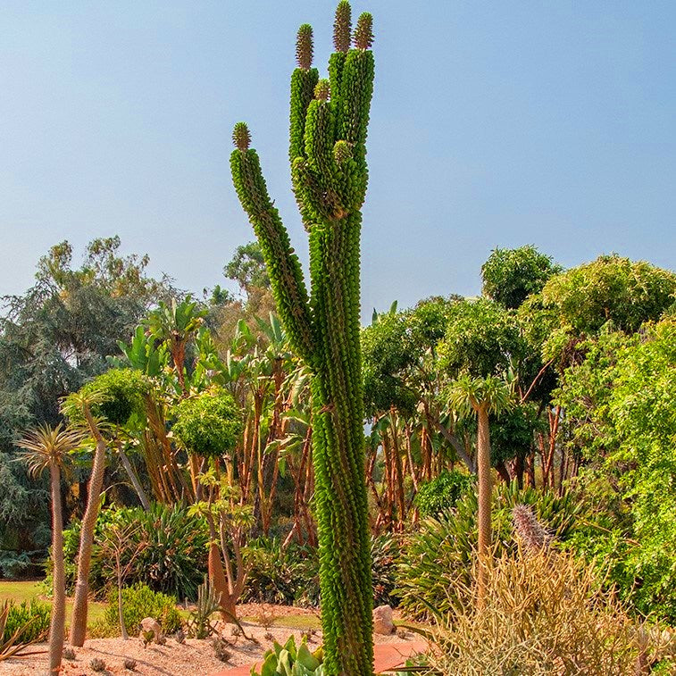 Alluaudia Procera Madagascar Ocotillo Cactus Plant - myBageecha