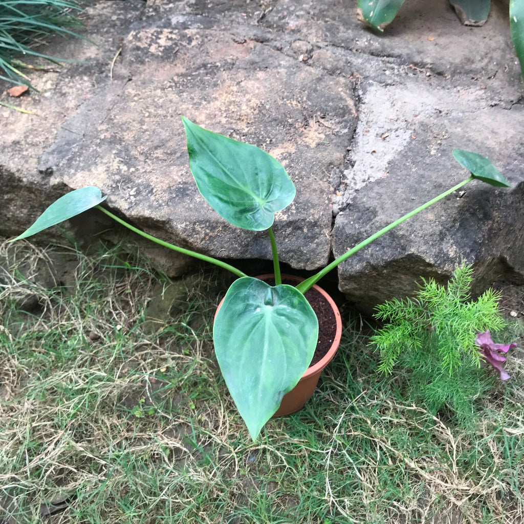 Alocasia cucullata Hooded Dwarf Plant – Heart-Shaped Leaf Close-Up