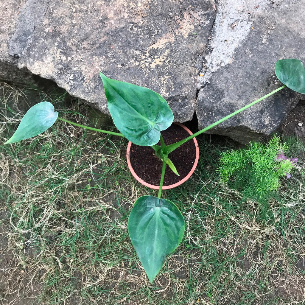 Alocasia cucullata Hooded Dwarf Plant – Suitable for Balcony & Indoor Corners