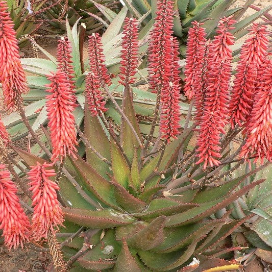 Aloe Carmine Succulent Plant - myBageecha
