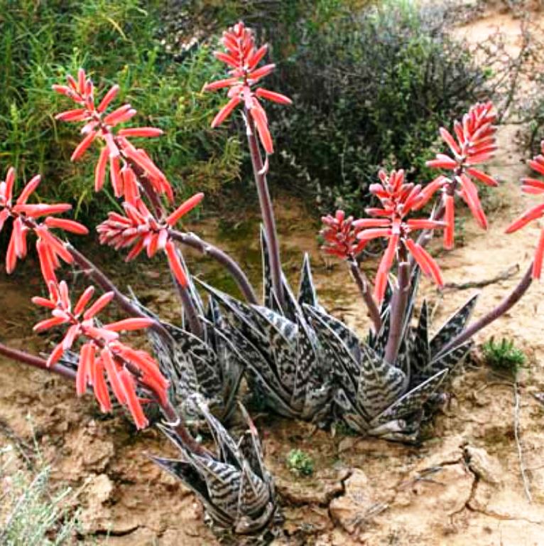 Aloe Variegata Succulent Plant - myBageecha