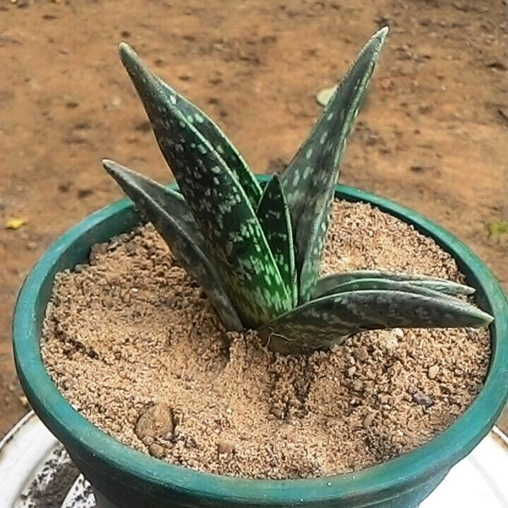 Aloe Variegata Succulent Plant - myBageecha