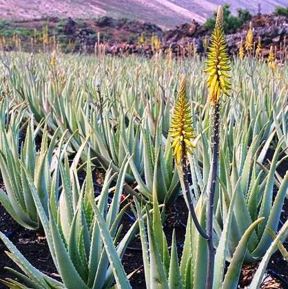 Aloe Walmsleys Blue Succulent Plant - myBageecha