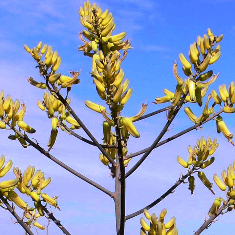 Aloe Pirottae Succulent Plant - myBageecha