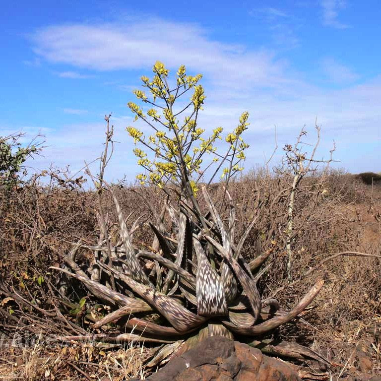 Aloe Pirottae Succulent Plant - myBageecha