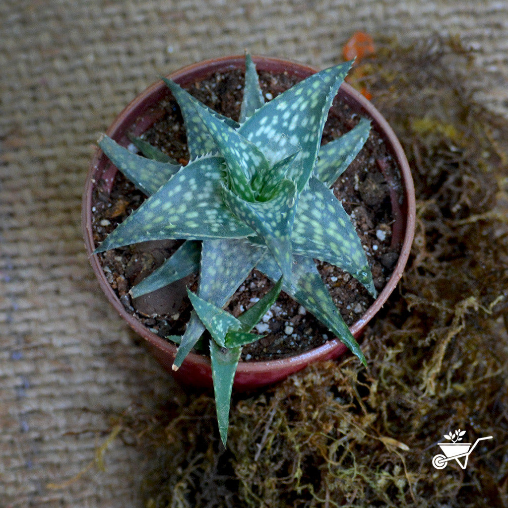 aloe rauhii Aloe Rauhii – Decorative Succulent Plant