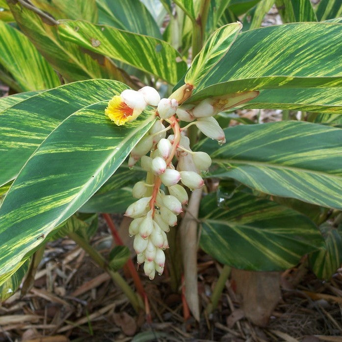 Shell Ginger Variegated Plant - myBageecha