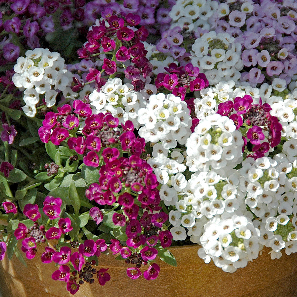 Alyssum Easter Basket Mix Seeds – winter flowers - myBageecha