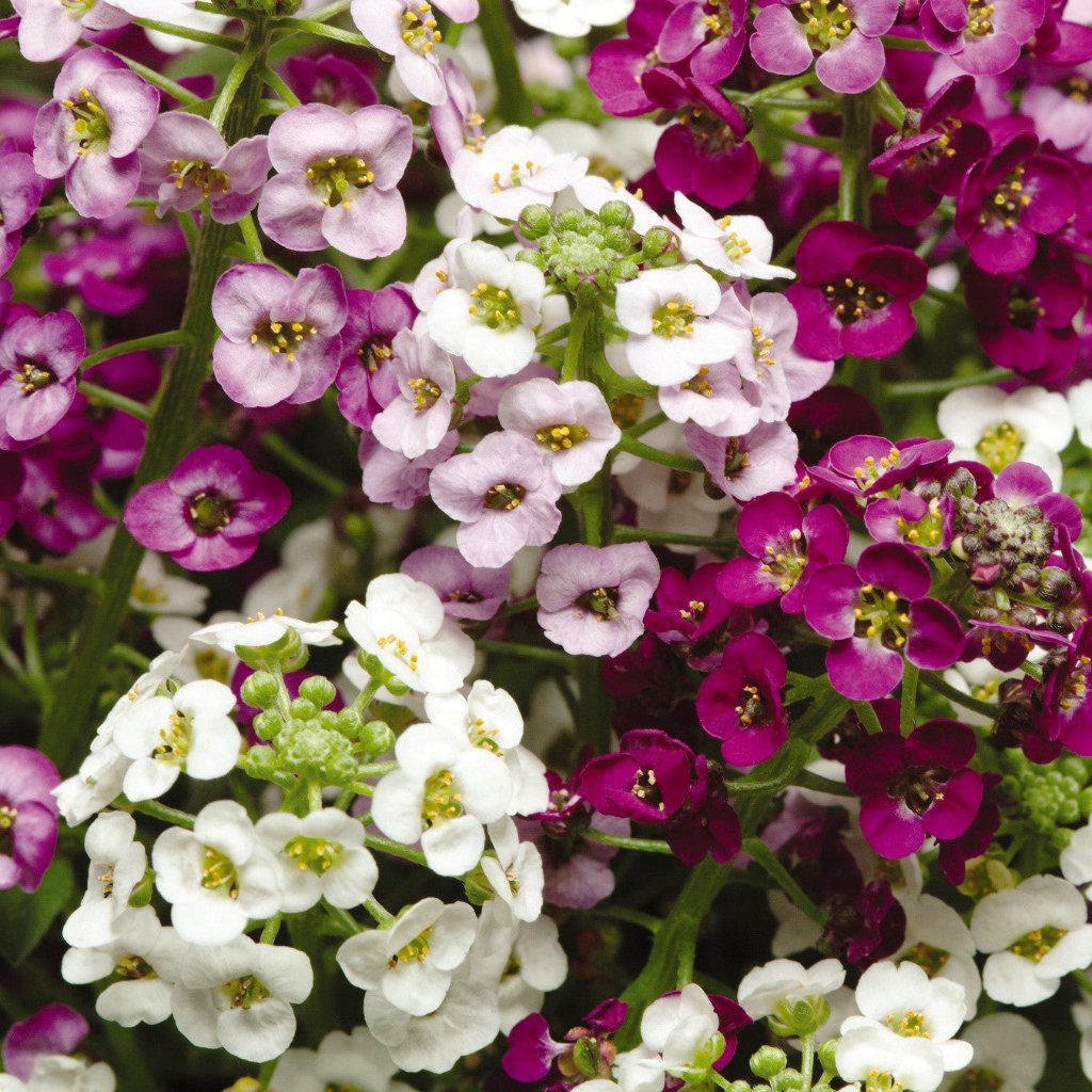 Alyssum Easter Basket Mix Seeds – fragrant blooms – myBageecha