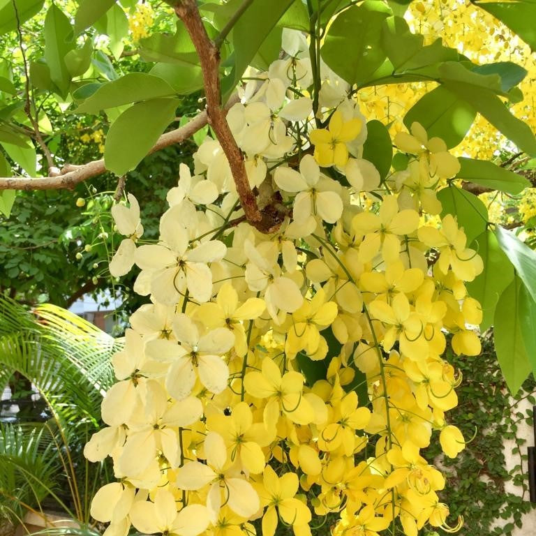Cassia Fistula Golden Shower Plant - myBageecha