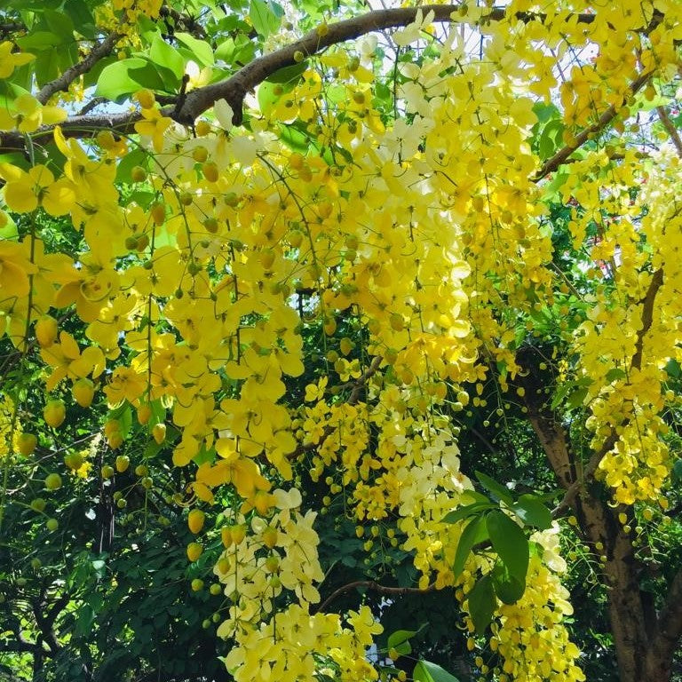 Cassia Fistula Golden Shower Plant - myBageecha