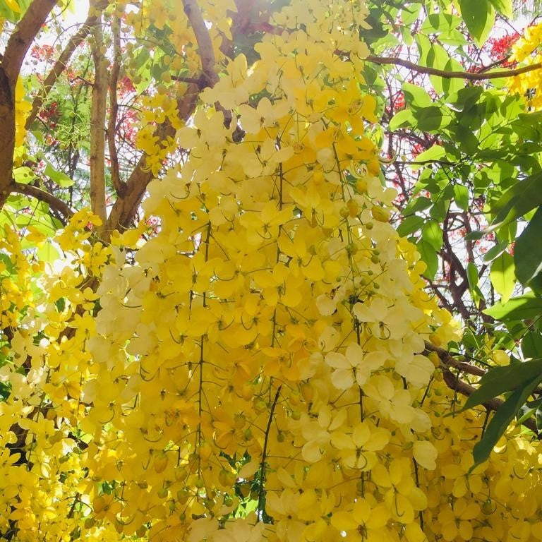 Cassia Fistula Golden Shower Plant - myBageecha