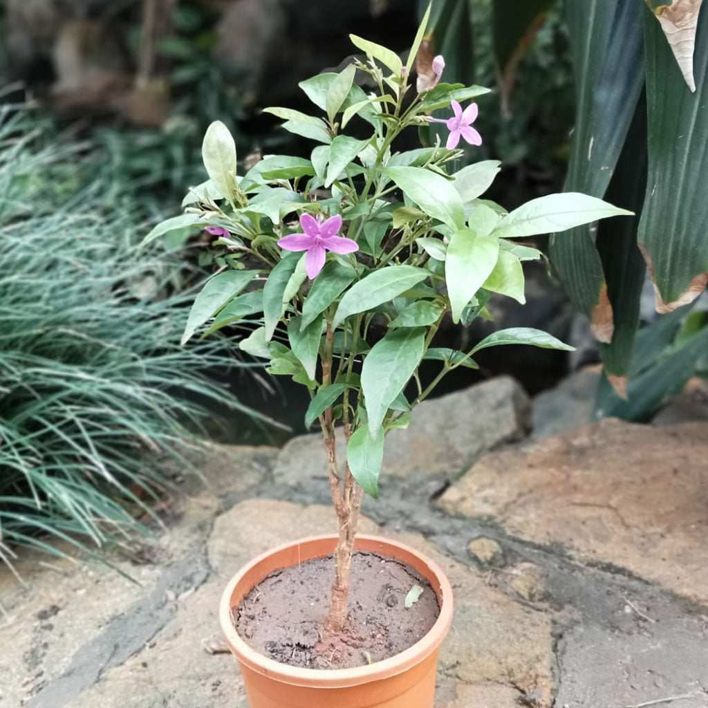 Pseuderanthemum laxifolium plant with lavender purple flowers blooming in summer garden