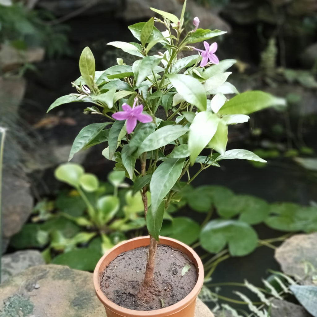 Amethyst Stars Plant - myBageecha