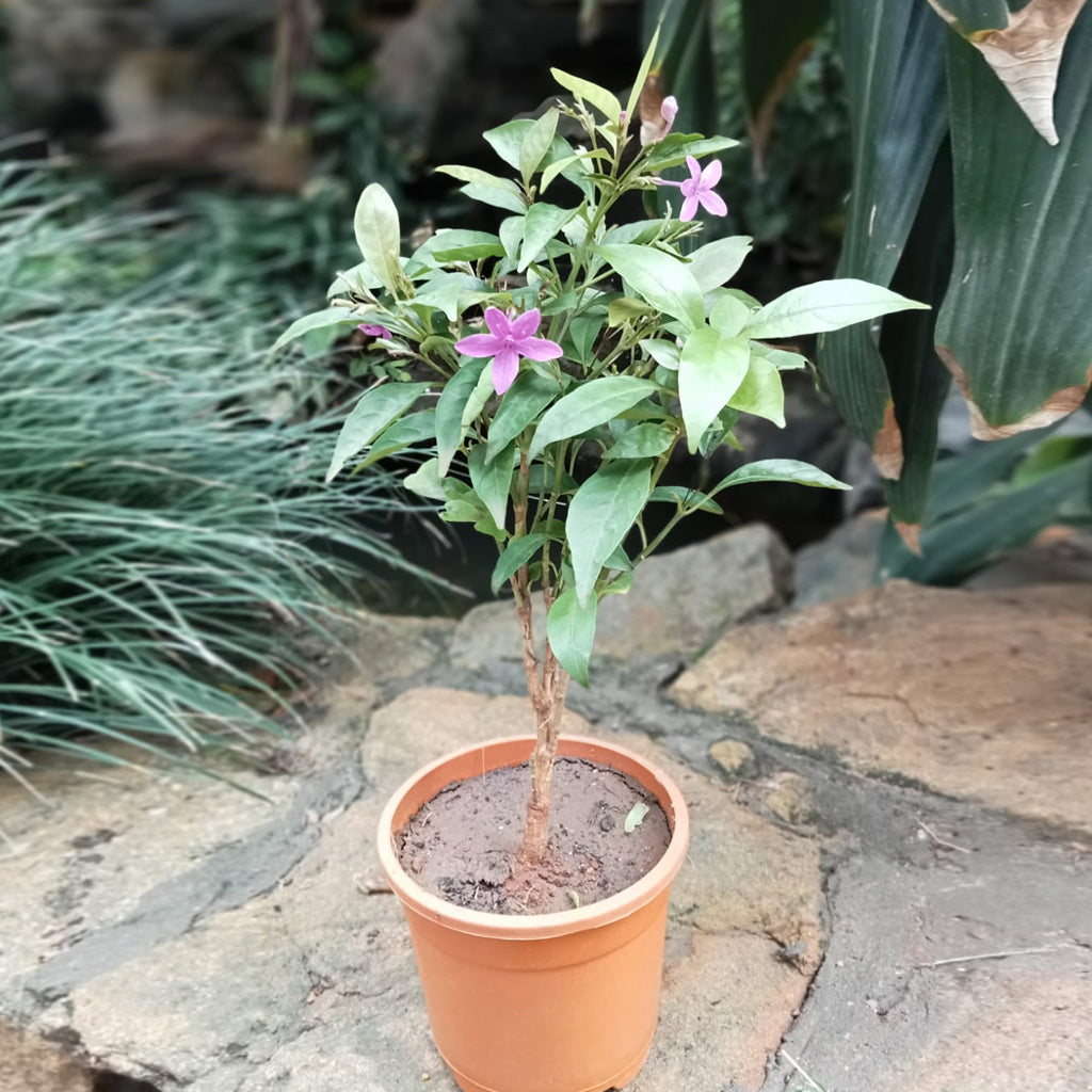 Amethyst Stars Plant with pot shown how it is shipped from myBageecha