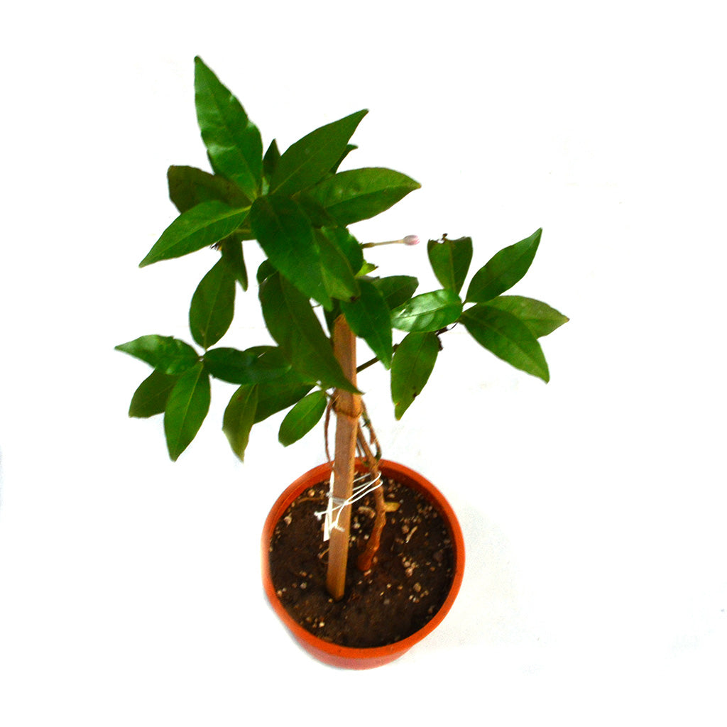 Amethyst Stars Plant - myBageecha