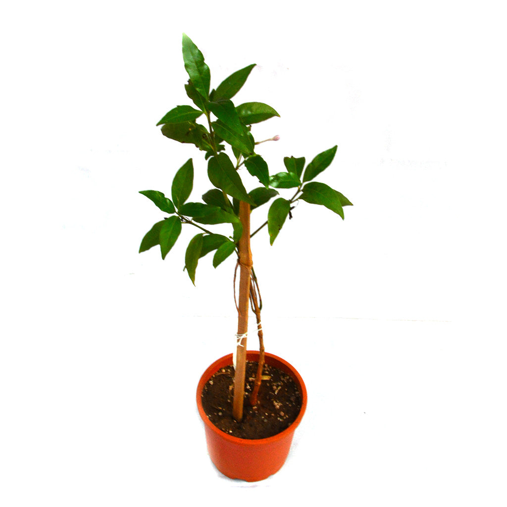 Amethyst Stars Plant - myBageecha