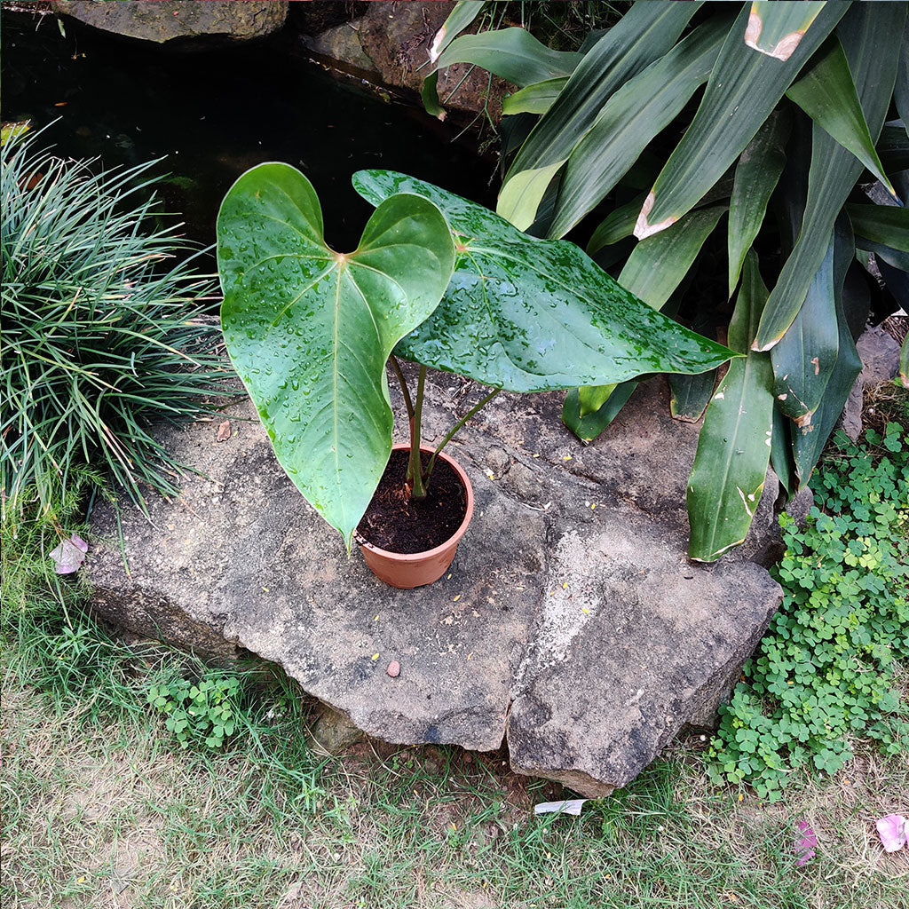 Anthurium White Heart Plant with pot shown how it is shipped from myBageecha