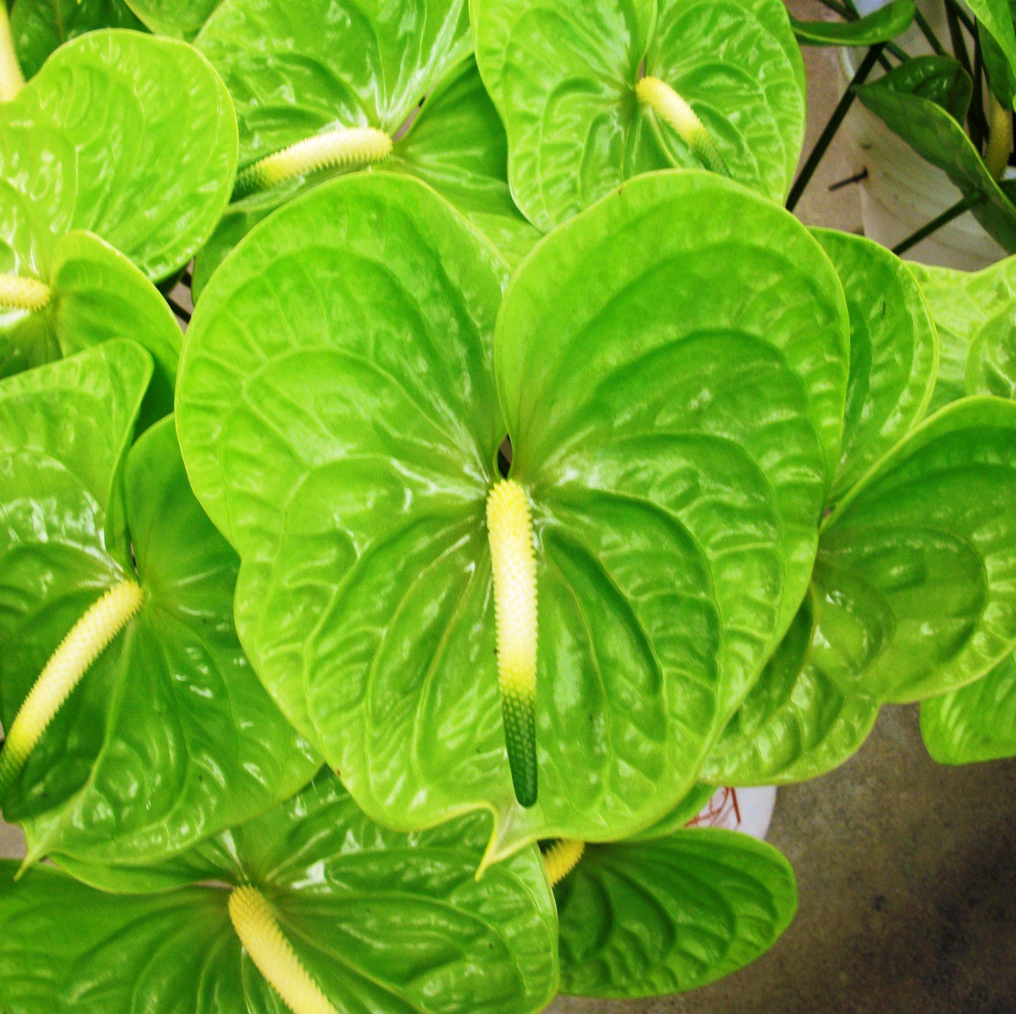 Close-up of Anthurium Midori green flower showing smooth spathe and deep green leaves