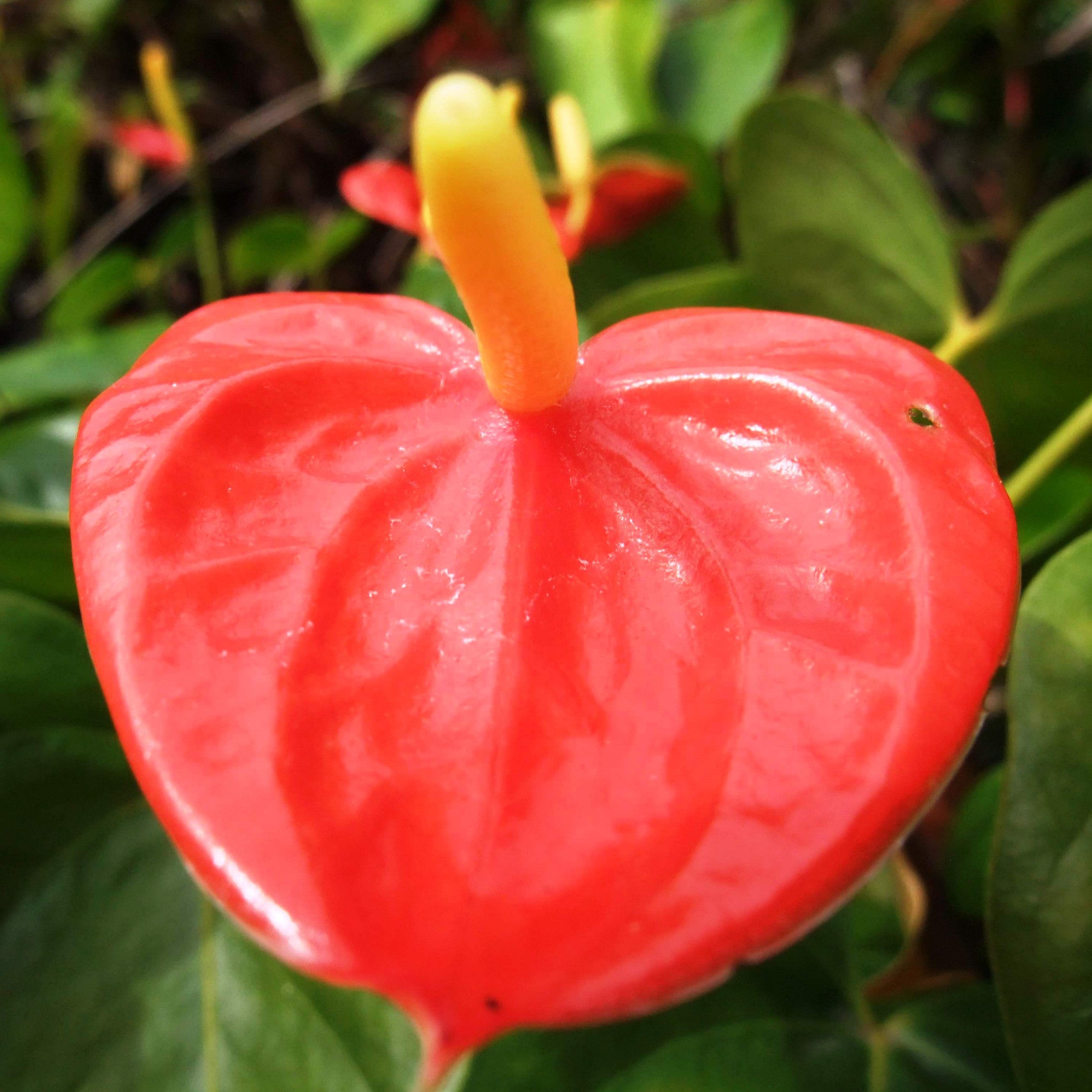 Close-up of Anthurium Kerrich flower showing red spathe and glossy foliage