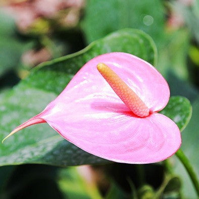 Close-up of Anthurium Small Talk pink flower showing heart-shaped spathe and green leaves
