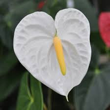 Close-up of Anthurium White Heart flower showing smooth white spathe and glossy foliage